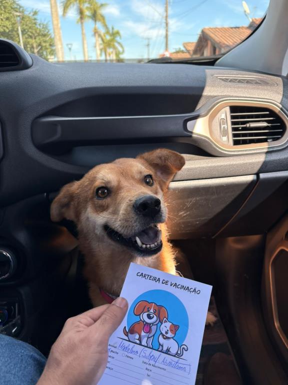 Escola Municipal do Residencial Primavera adota cão resgatado promovendo exemplo de cuidado e proteção animal