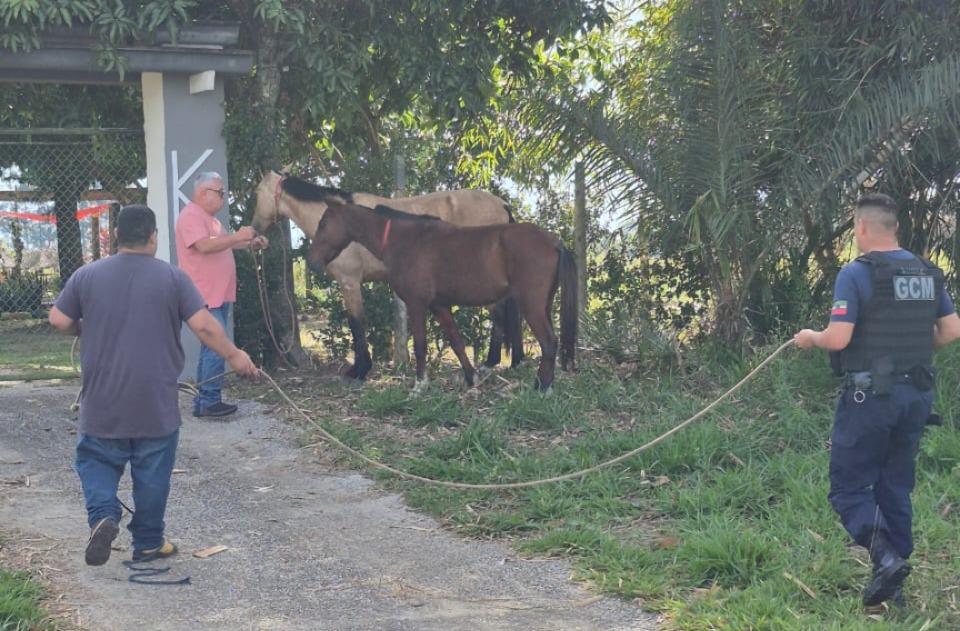 CEPATAS recupera cavalos desaparecidos com apoio da GCM e Polícia Civil
