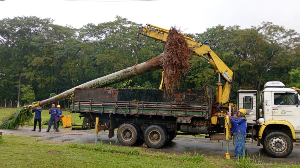 Prefeitura preserva palmeiras da ‘Theodorico Cavalcante’ e replanta no Parque da Cidade