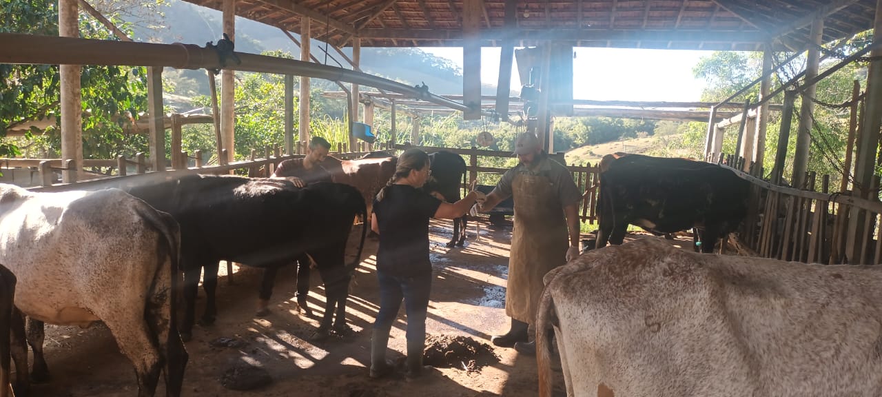 Secretaria de Desenvolvimento Rural realiza acompanhamento de programa de melhoramento genético IATF