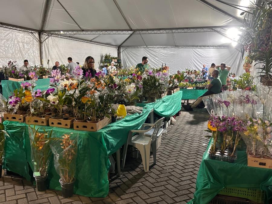 Pinda sedia 28ª Exposição Nacional de Orquídeas
