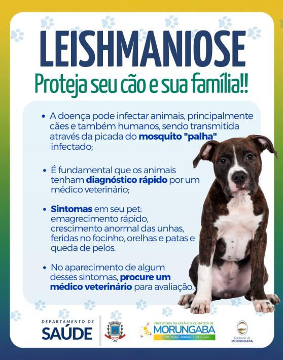 Cuidado com a leishmaniose: fique atento e proteja seu pet!