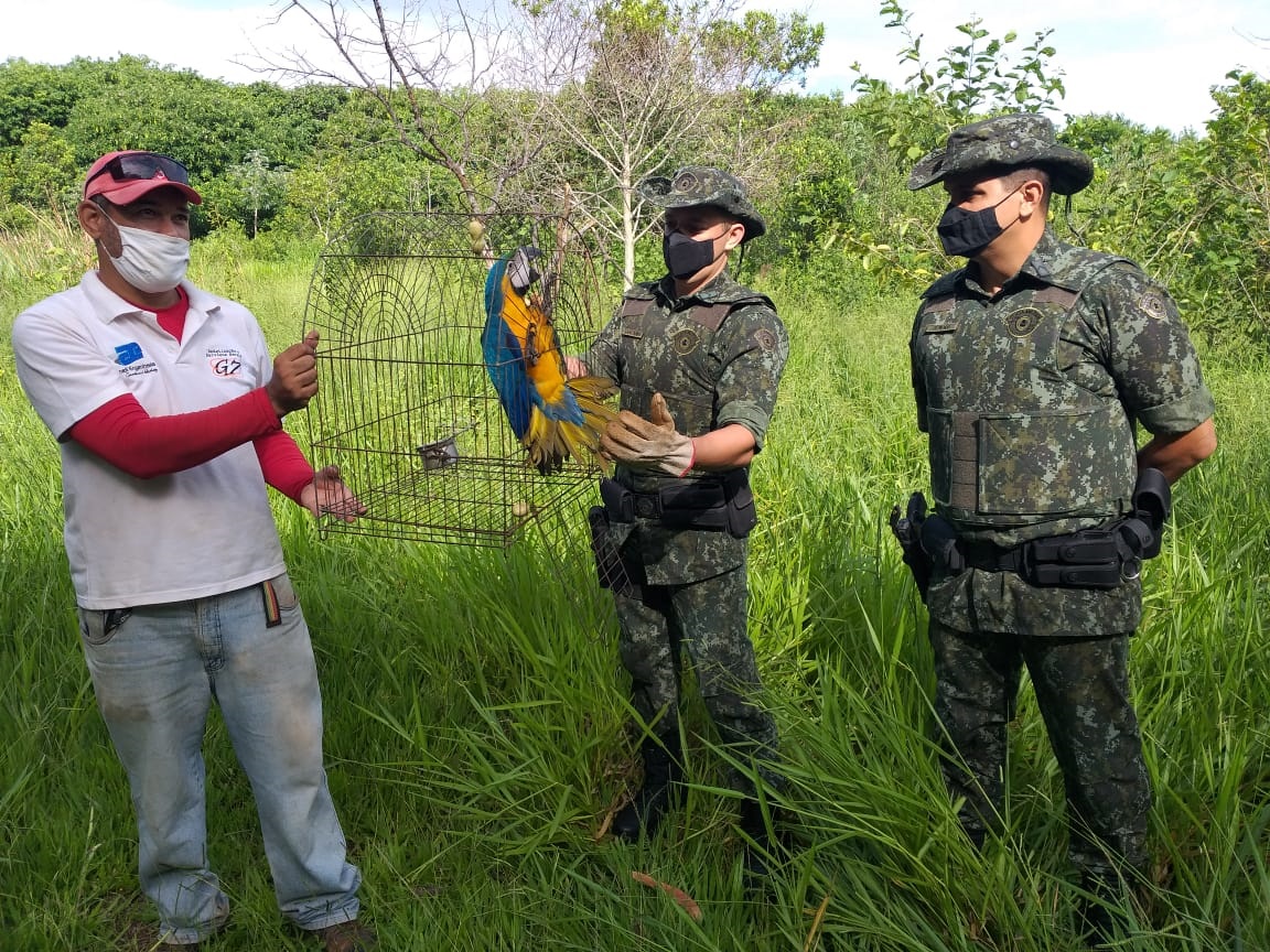  ‘C.C.Z.’ recupera Arara-canindé resgatada em Fernandópolis