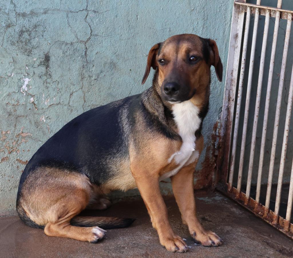 Fernandópolis intensifica combate à Leishmaniose Visceral