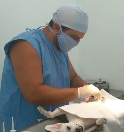 Centro de Zoonoses faz 1.191 castrações de cães e gatos em 2020