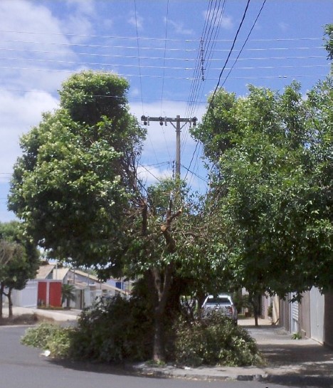 Poda permanente de árvores é fundamental para evitar problemas elétricos