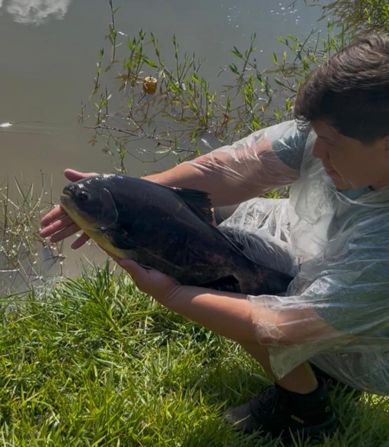 Pacus de grande porte aumentam expectativa para o 2º Festival de Pesca na Represa