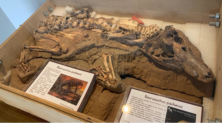 Cidade é destaque entre os 10 destinos recomendados pela Secretaria de Turismo do Estado para conhecer fósseis