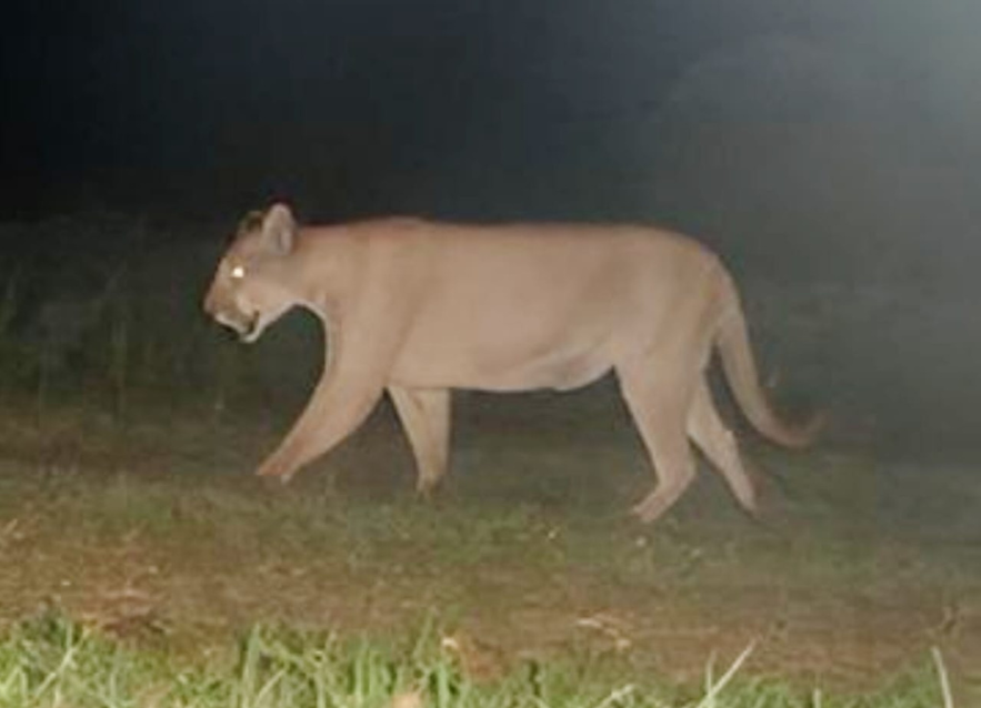 Prefeitura orienta moradores sobre aparição de onças pardas; Mata Ciliar já foi acionada