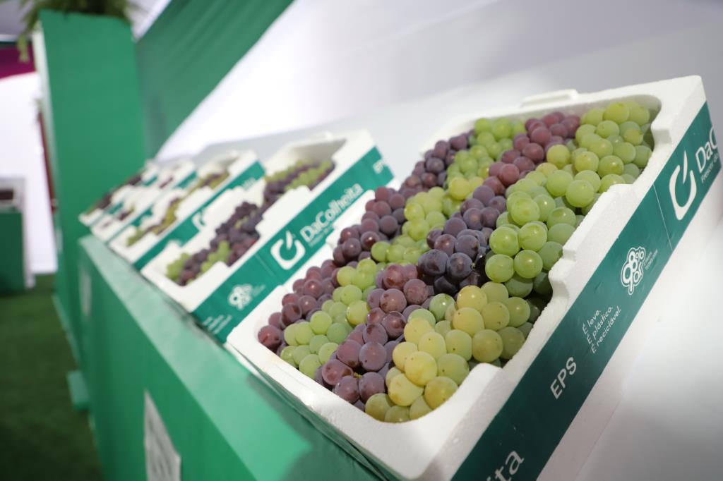 Inscrições abertas para o Concurso de Uvas Niágara da 18ª Expo Uva de Itupeva