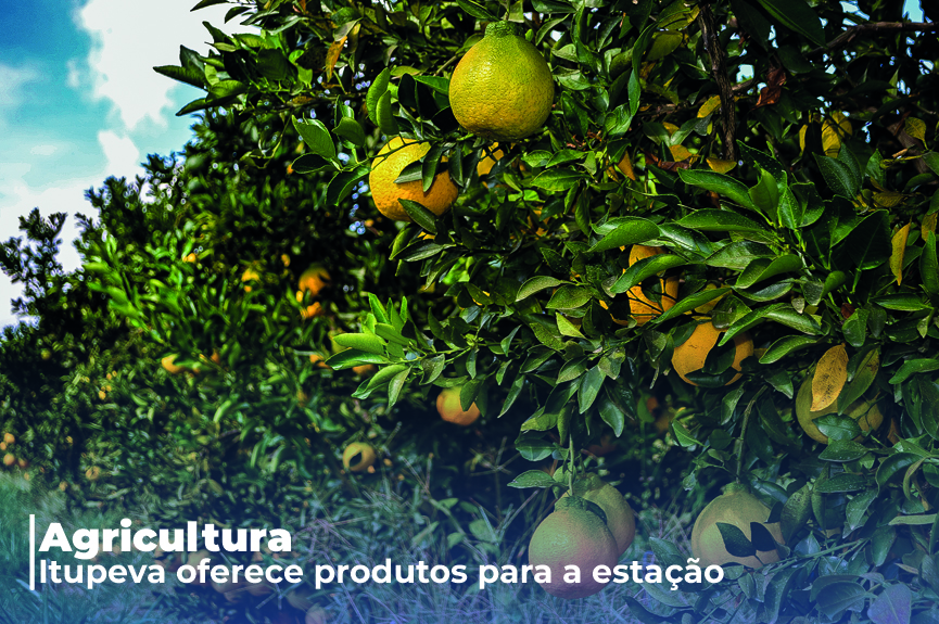 Outono: conheça as verduras e frutas produzidas em Itupeva para seu cardápio