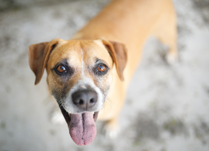 Dezembro Verde: Itupeva adere à campanha de conscientização sobre o abandono de animais