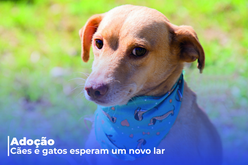 Pets são castrados, vacinados e vermifugados antes de seguirem para a adoção