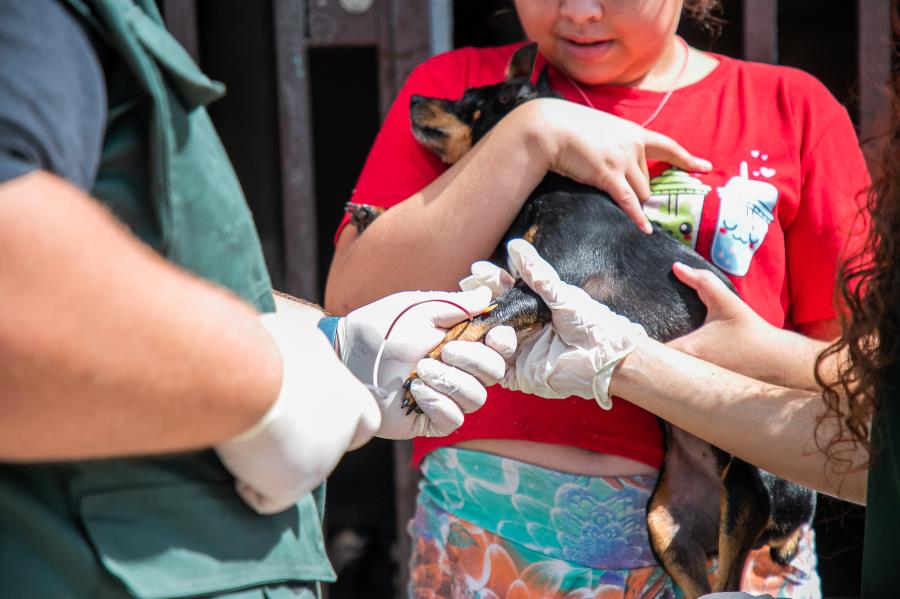 Saúde inicia Inquérito Sorológico Canino para verificar possíveis casos de Leishmaniose no Residencial Chalé