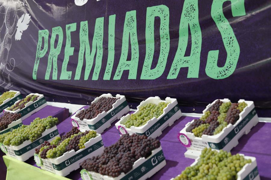 Atenção produtores: estão abertas as inscrições para o Concurso de Uvas Niágara da 17ª Expo Uva de Itupeva