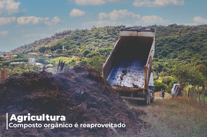 Podas de árvores se transformam em composto orgânico para agricultura