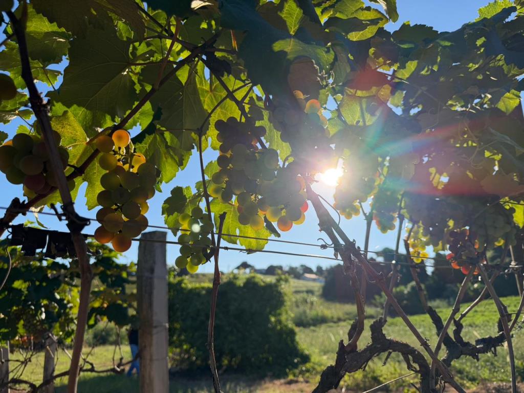Educação e Agricultura: merenda escolar passa a contar com uvas produzidas em Itupeva