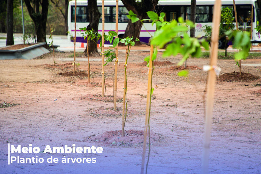 Prefeitura planta 50 mudas de árvores no entorno da Rodoviária para revitalizar praça