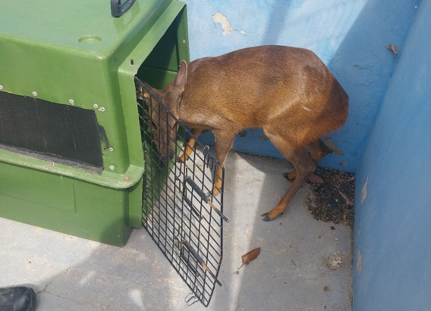 Prefeitura resgata veado-catingueiro na CEMEB Fazenda Pinheiros, no Cafezal