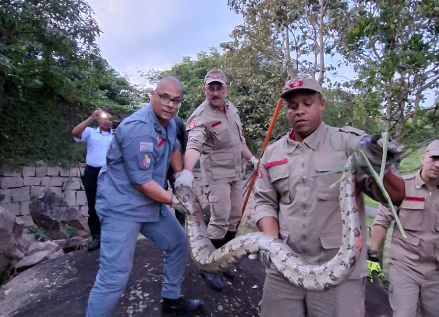 Bombeiros de Itupeva resgatam jiboia de 3 metros em condomínio