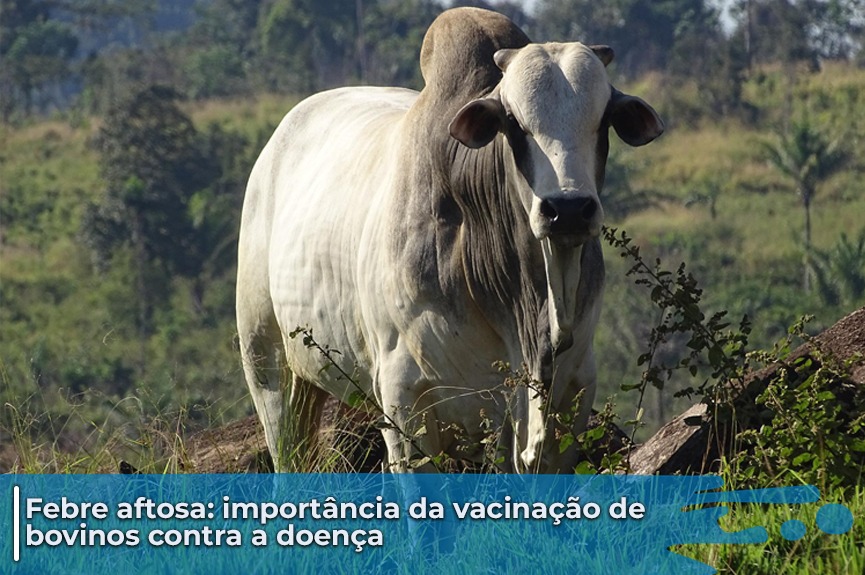 Secretaria de Agricultura alerta sobre importância da vacinação contra febre aftosa