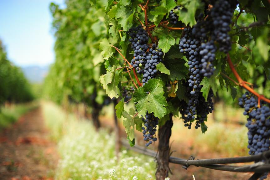 Circuito das Frutas abre inscrições para empreendimentos em curso gratuito de enoturismo