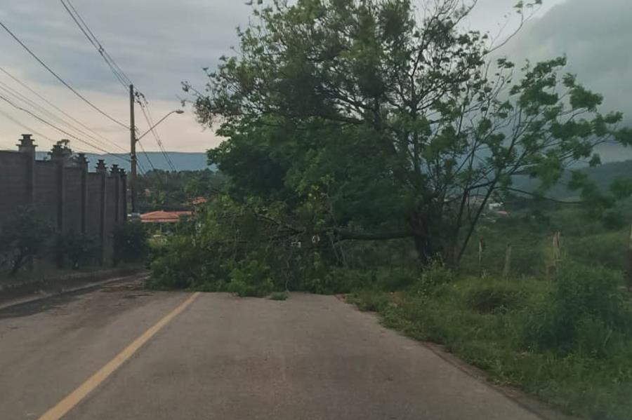 Chuvas e ventania provocam quedas de árvores em Itupeva; Prefeitura atua na remoção e liberação de vias
