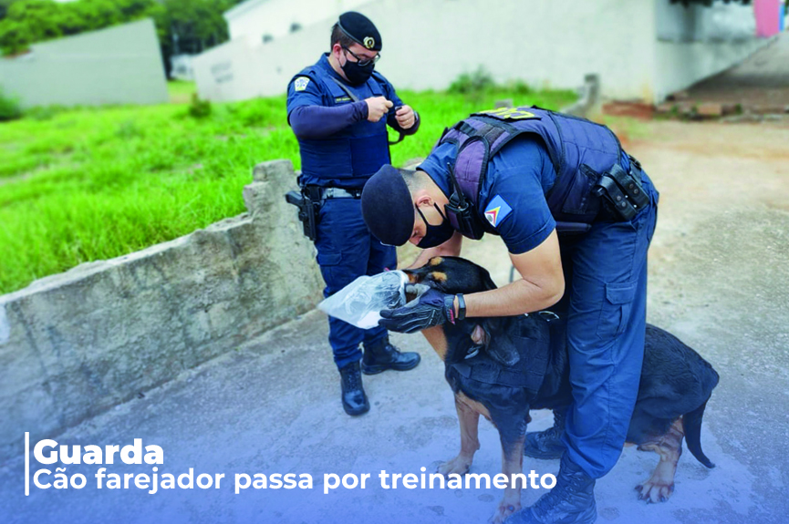 Cão farejador Max passa por treinamento para trabalhar com a GCM nas ruas da cidade