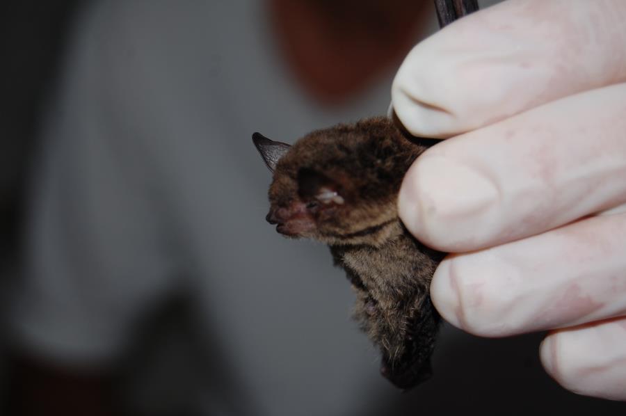 Zoonoses alerta população para caso de morcego com raiva encontrado em Itupeva