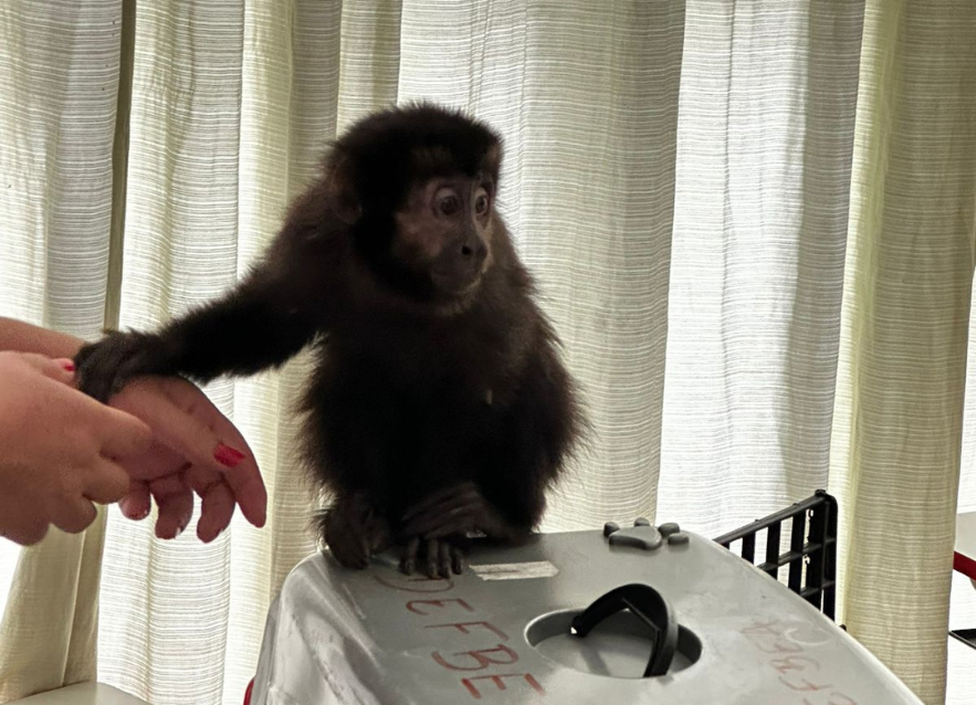 Equipes da Prefeitura resgatam macaco-prego e encaminham para Mata Ciliar de Jundiaí