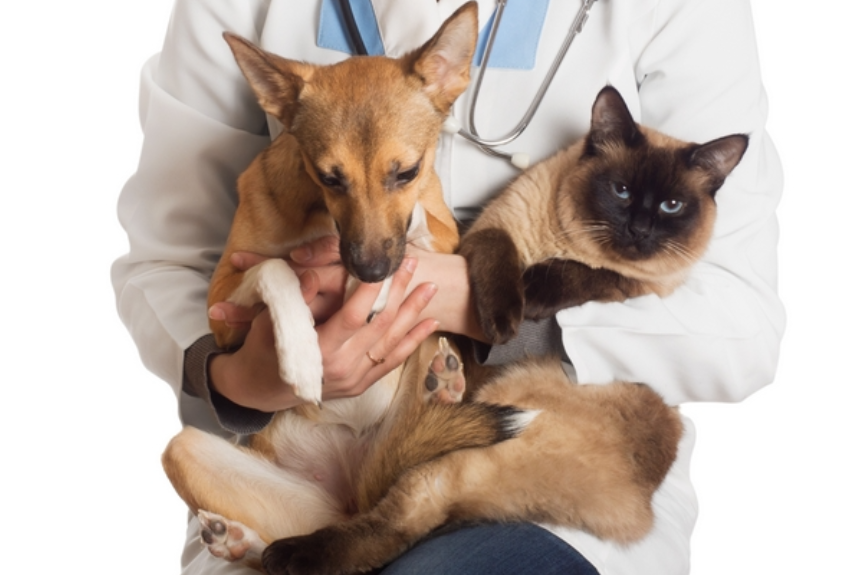 Mutirão de Castração de Cães e Gatos chega à sua quarta edição; confira os requisitos