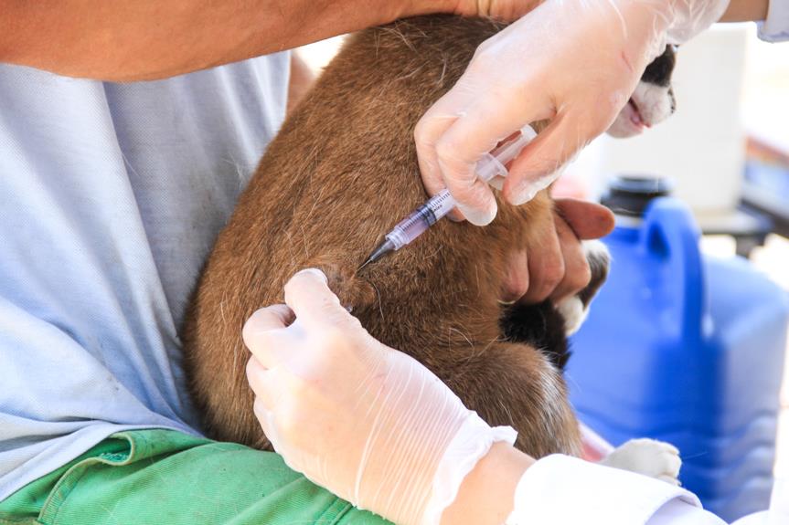Vacinação antirrábica: UVZ libera últimas vagas de 2025