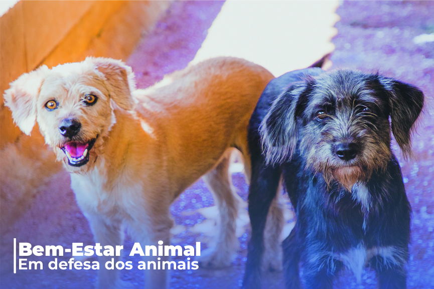 Campanha alerta população sobre abandono e maus tratos a animais