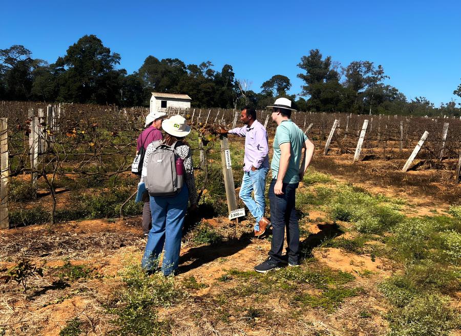 Em parceria com a Prefeitura, Embrapa visita agricultores para orientação e protocolo para combater a ‘Podridão-da-Uva-Madura’