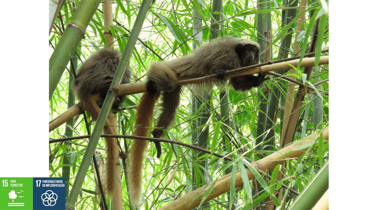Pedreira é signatária do Programa Reconecta RMC que implementa ações para a conservação da natureza