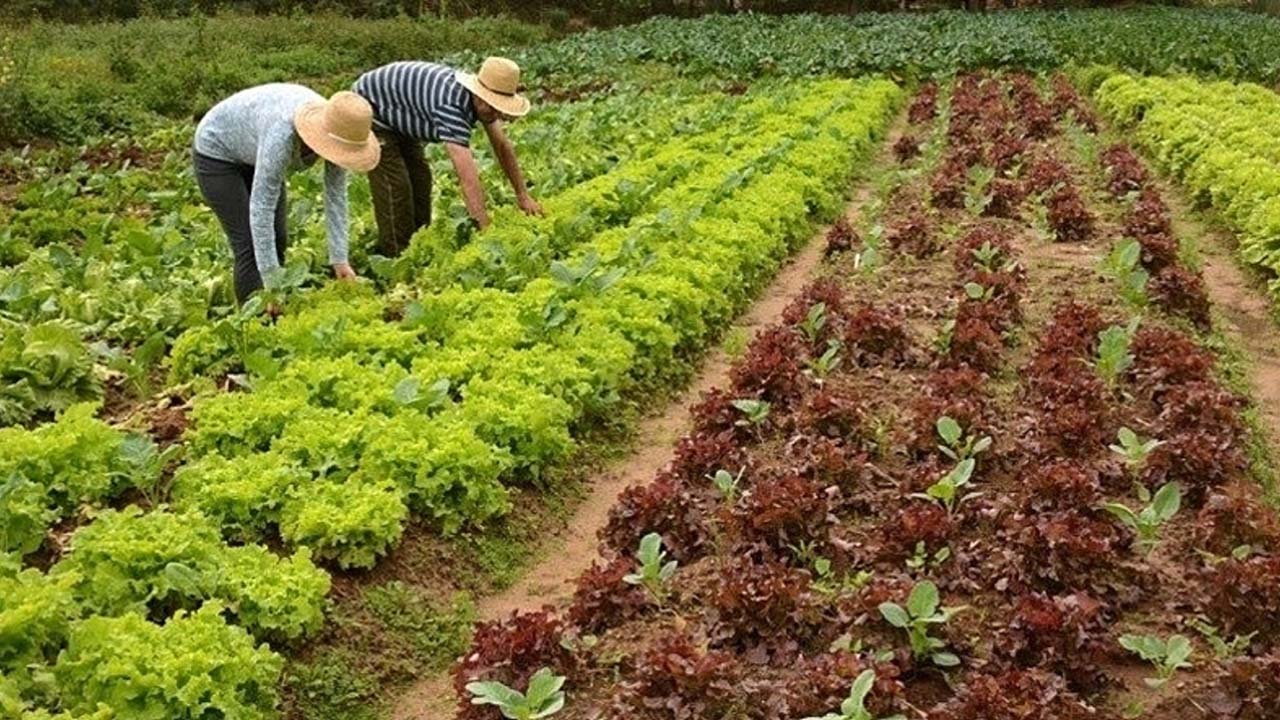 Prefeitura de Pedreira abre chamamento público para aquisição de gêneros alimentícios provenientes da Agricultura Familiar