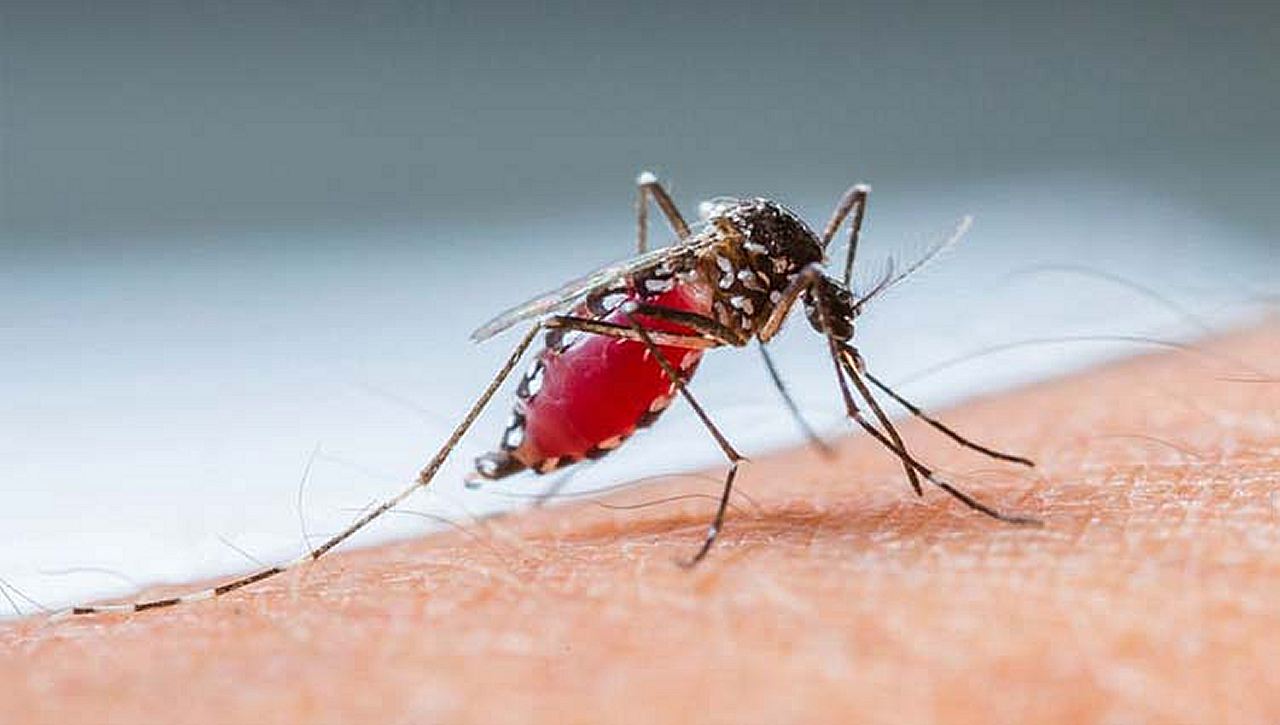 População deve participar ativamente da “Campanha de Combate a Dengue”