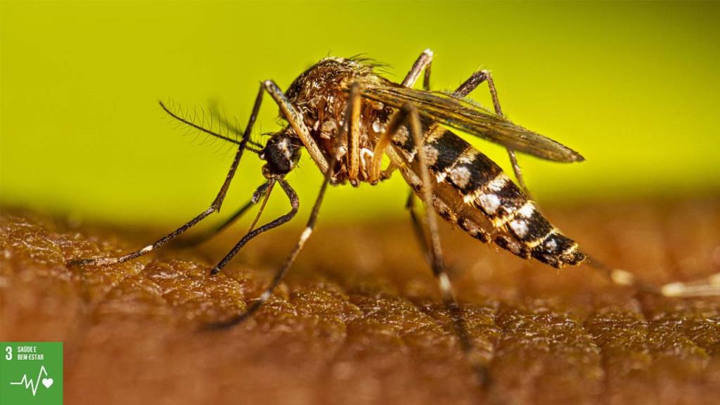Pedreirenses devem combater o mosquito Aedes Aegypti que transmite a Dengue