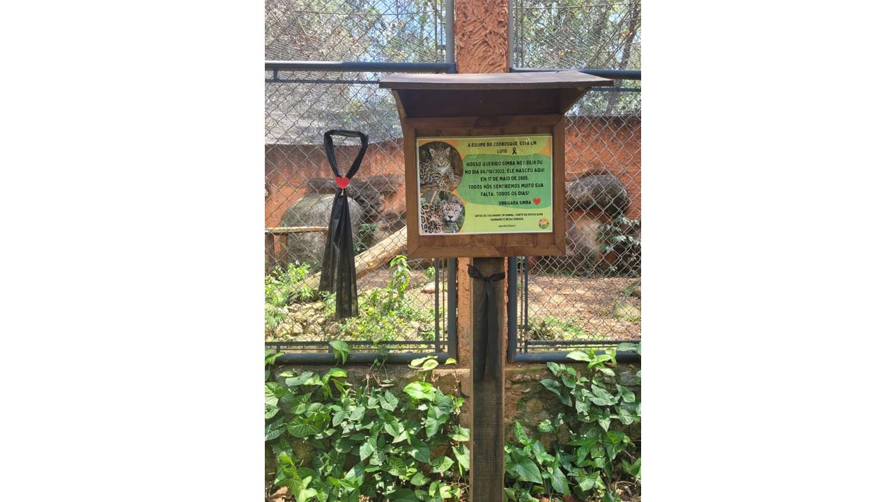 Zoobosque de Pedreira perde sua Onça Pintada “Simba”
