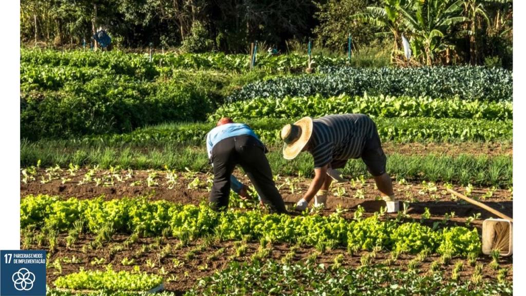 Prefeitura de Pedreira abre chamamento público para aquisição de gêneros alimentícios provenientes da “Agricultura Familiar”