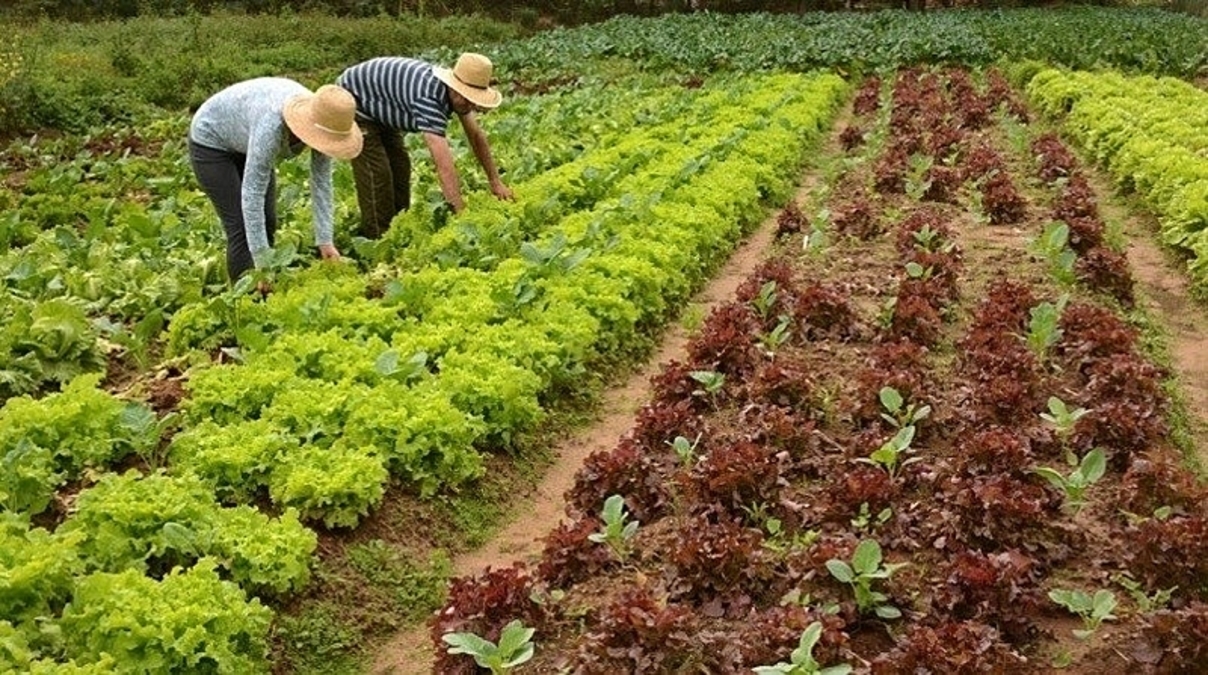 Prefeitura de Pedreira abre chamamento público para aquisição de gêneros alimentícios provenientes da Agricultura Familiar