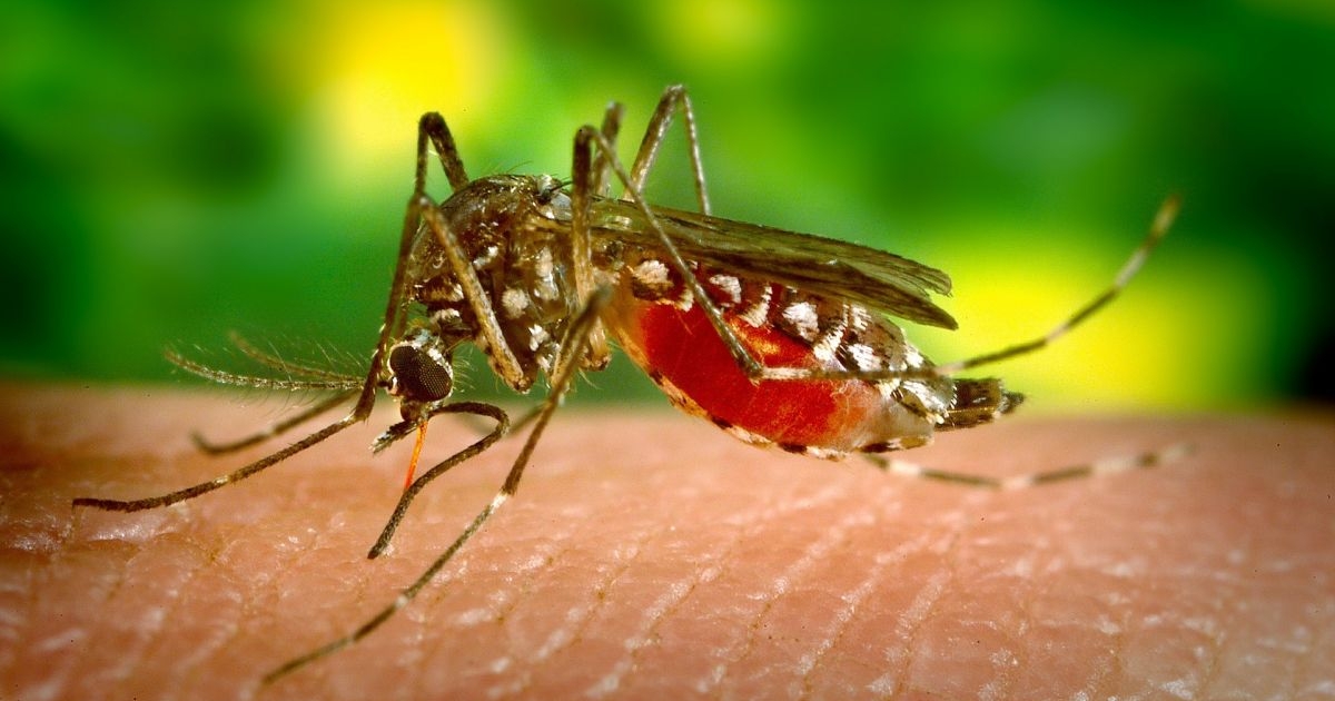 Secretaria de Saúde de Pedreira registra 292 casos de Dengue
