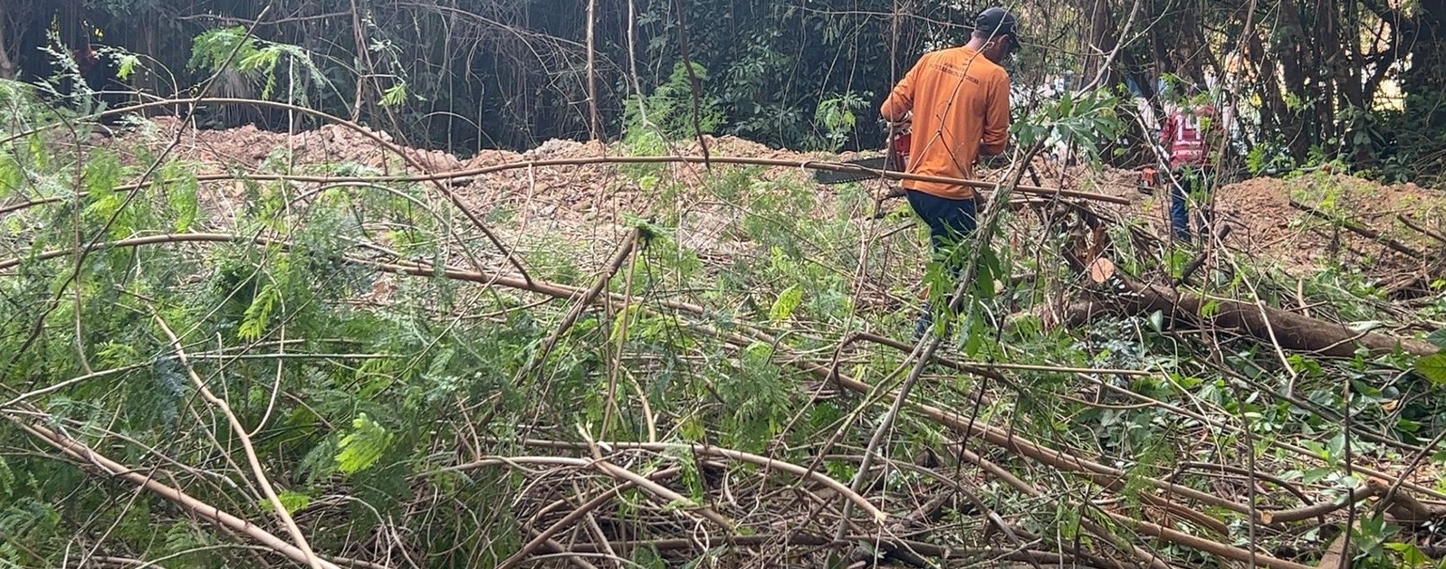 Secretaria de Meio Ambiente realiza o Manejo Sustentável de Árvores Invasoras no Zoobosque Municipal
