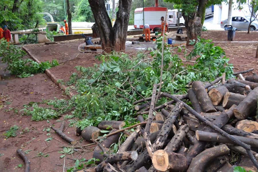 Secretaria de Meio Ambiente realiza o Manejo Sustentável de Árvores Invasoras na Praça Epitácio Pessoa