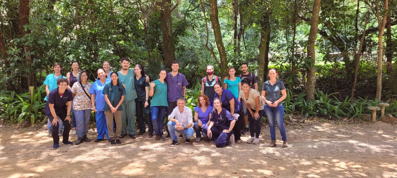 Jaguatirica do Zoo Bosque passa por check up para averiguação de possíveis patologias