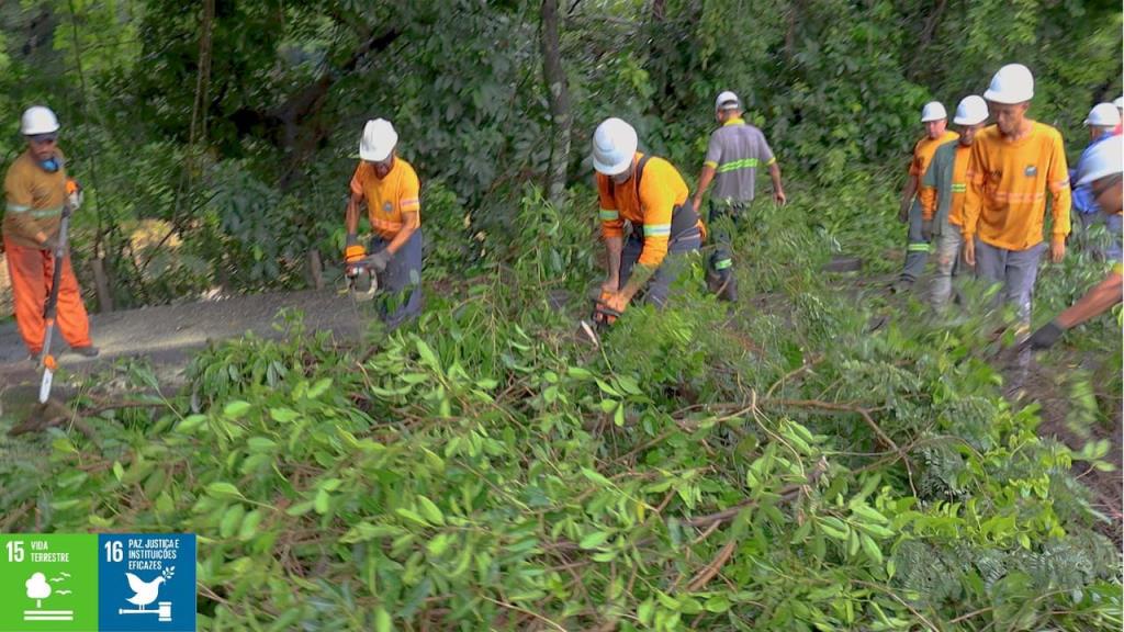 Prefeitura de Pedreira realiza poda e supressão de árvores na Avenida Wanderlei José Vicentini
