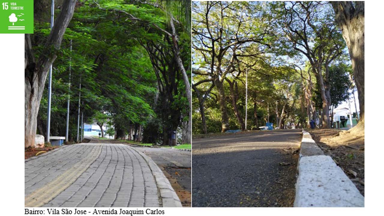 Secretaria de Meio Ambiente de Pedreira enfatiza motivos para valorizar a Arborização Urbana