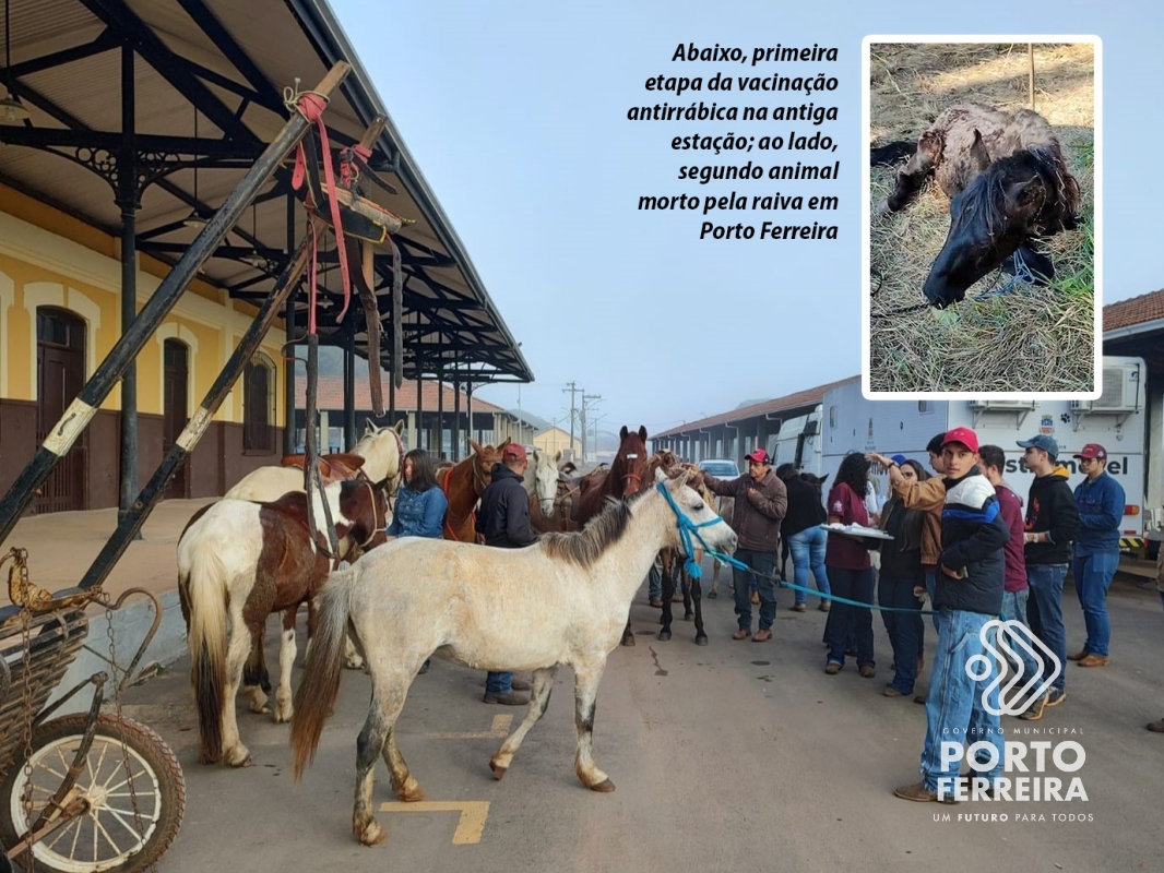 Porto Ferreira registra segunda morte de cavalo por raiva: campanha de vacinação prossegue no sábado