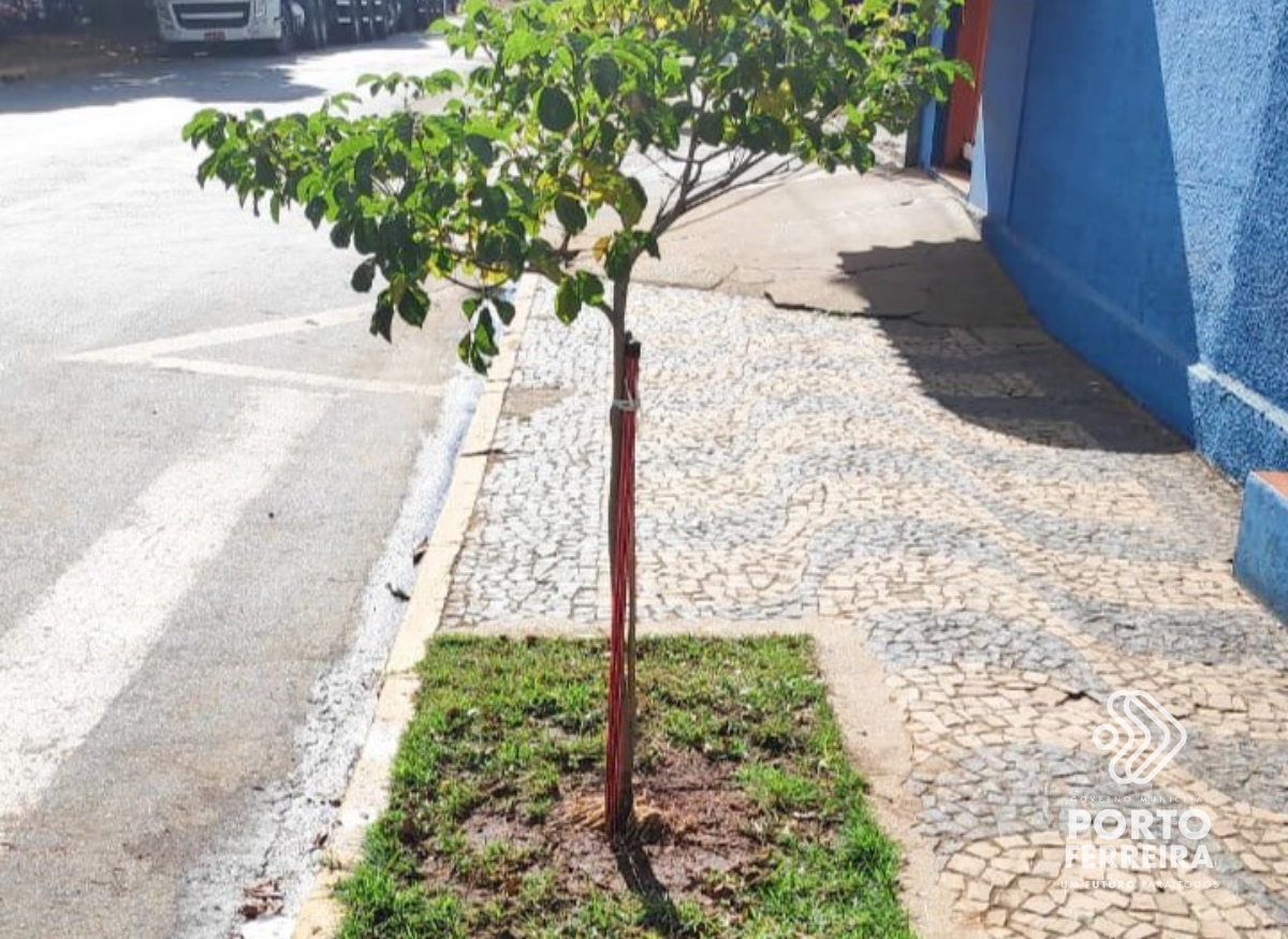 Semaz vai iniciar programa de plantio de árvores em calçadas de imóveis particulares, começando pelo Centro