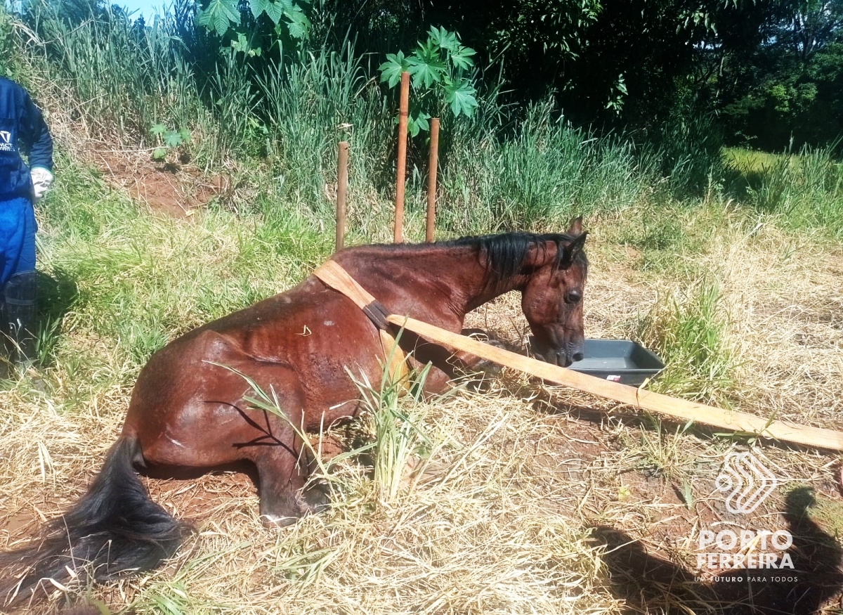 Prefeitura divulga orientações sobre raiva animal e balanço sobre vacinação de equinos